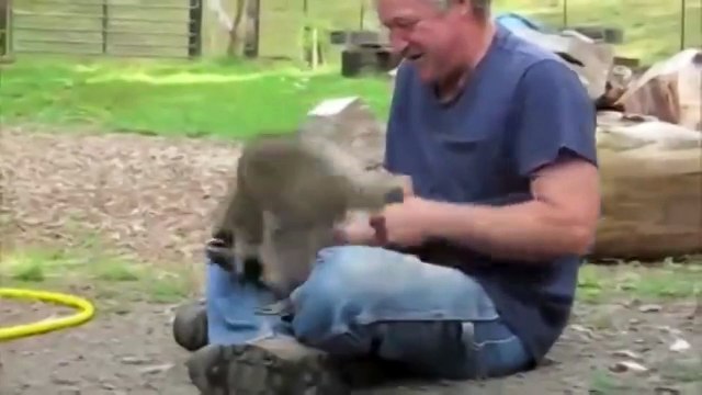 Игривый енот - украшение компании. Смешные приколы еноты