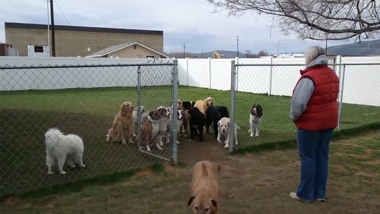 Ces chiens attendent l'appel de leurs noms pour aller manger !