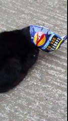 Cat likes walker's crisps