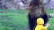 Lion Attacks a Child in Zoo Park - WOW !