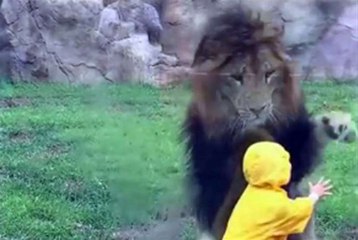 Lion Attacks a Child in Zoo Park - WOW !