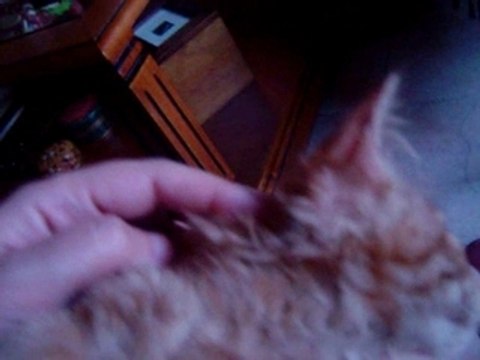 Mon bb d'amour, Guille