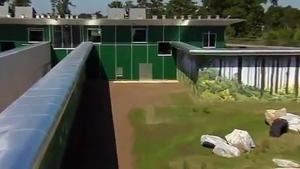 Liberate dopo 30 anni di laboratorio, la loro reazione è senza prezzo.