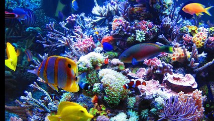 Corail