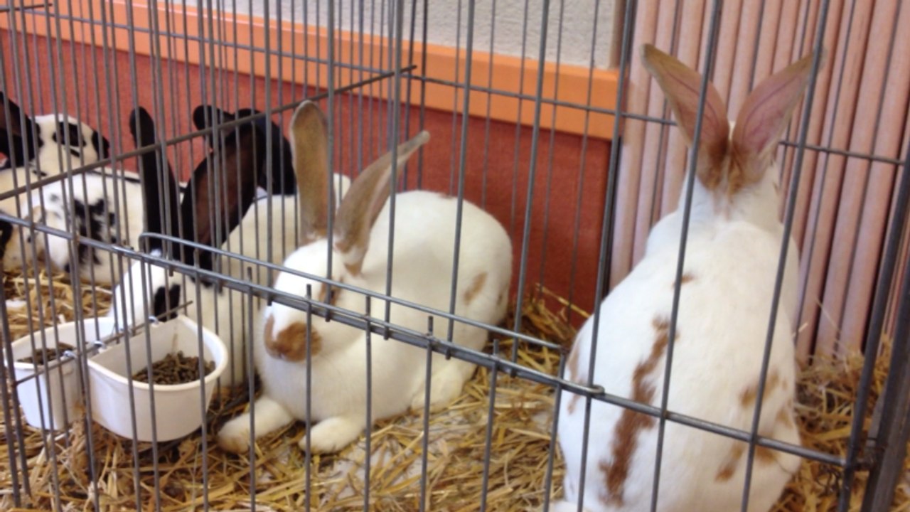 Bourse aux oiseaux et aux lapins à Souvigné