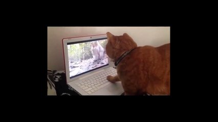Ce chat part en chasse... ahaha il est ou l’écureuil