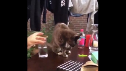 Elle fait une petite blague à son chat. Ahaha