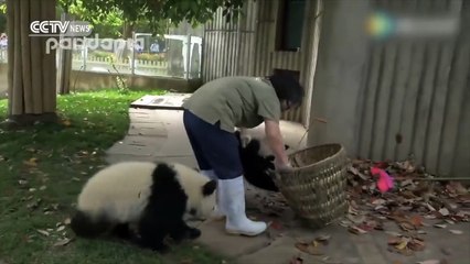 Ce panda est un petit démon avec sa dresseuse... Un vrai petit fou