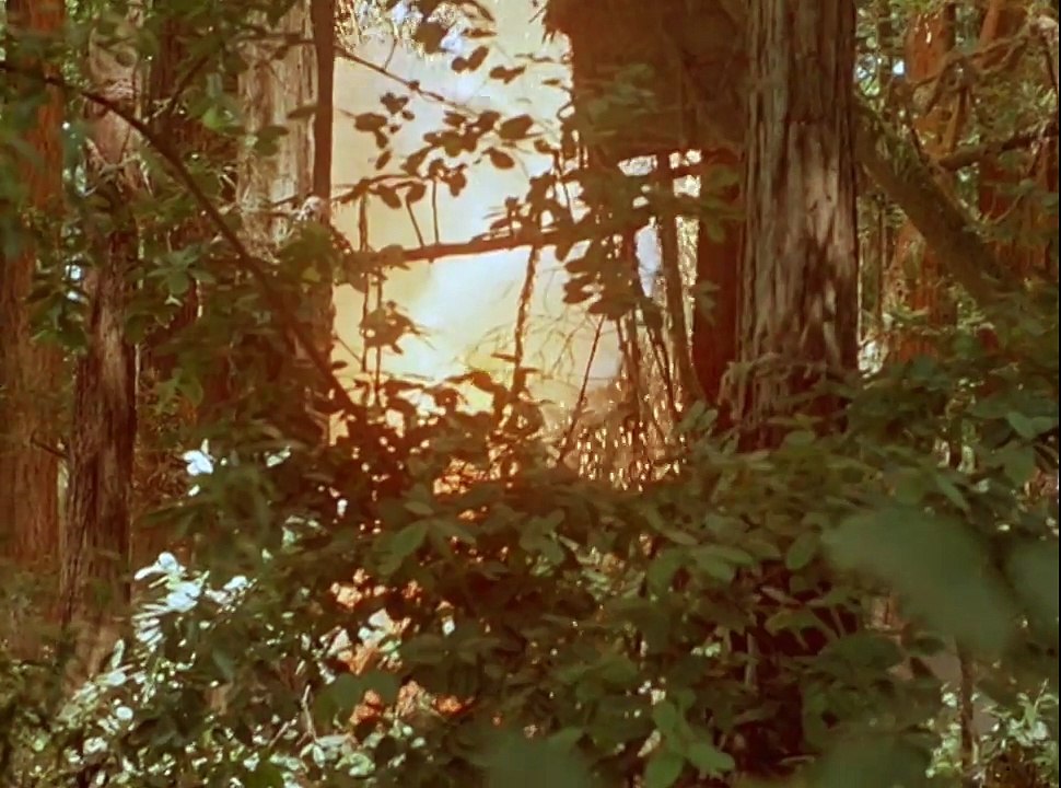 Caravan of Courage - An Ewok Adventure (1984)