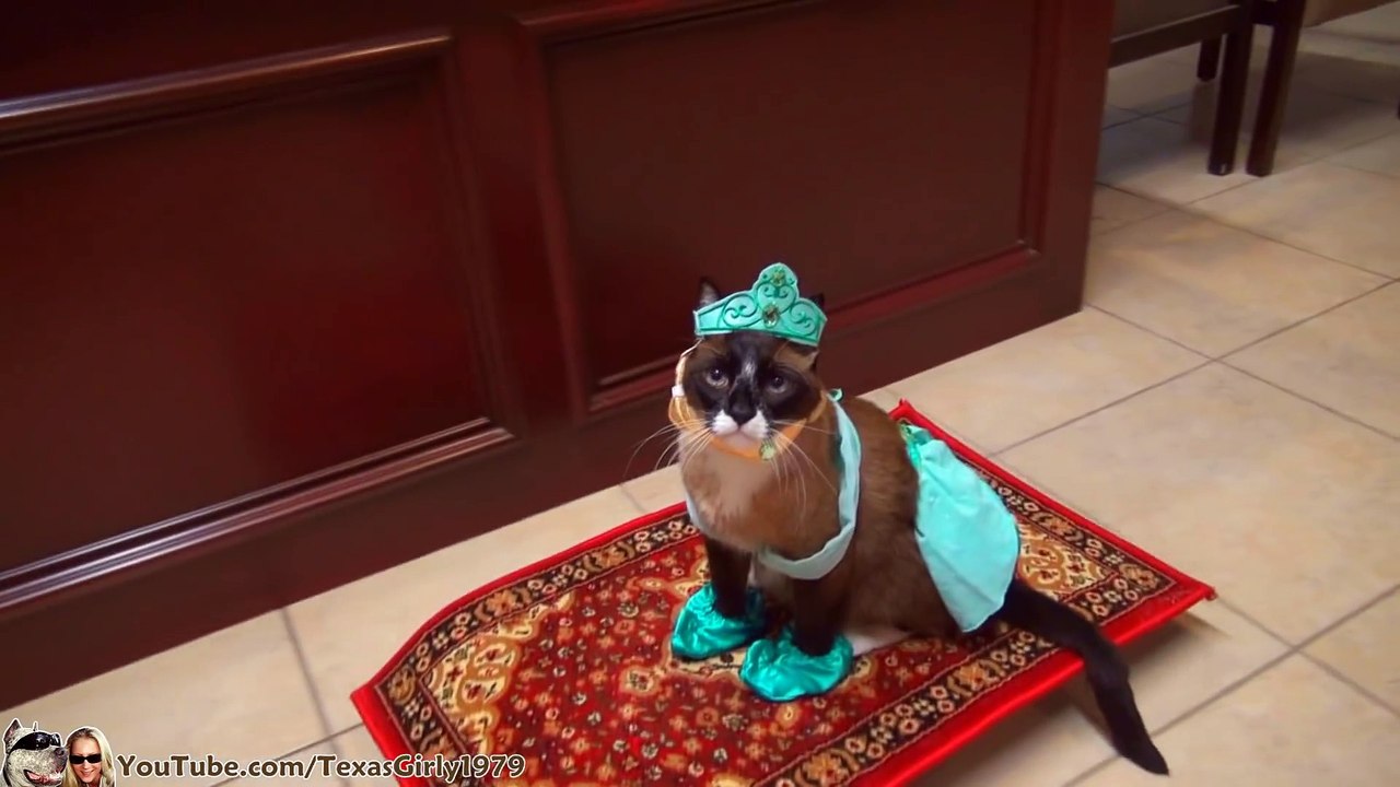 Un chat sur un tapis volant... ou pas