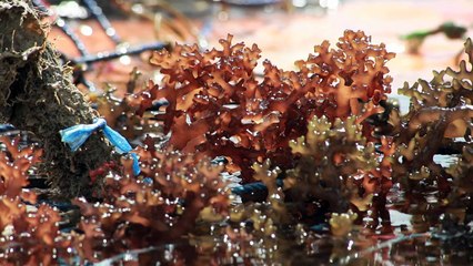 زراعة الطحالب مهددة في أرخبيل زنجبار التنزاني