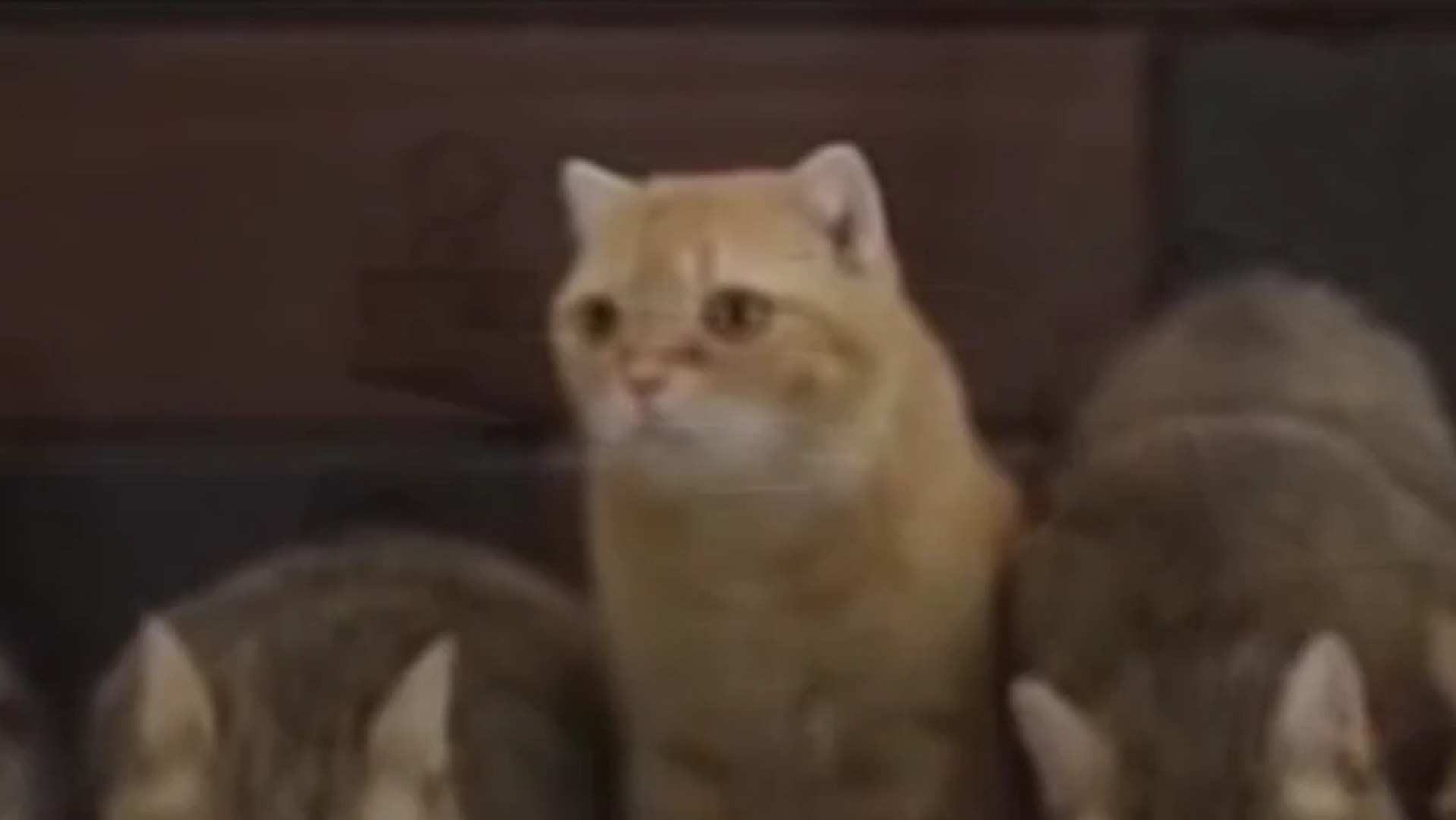 Cat veteran (Funny Cats)