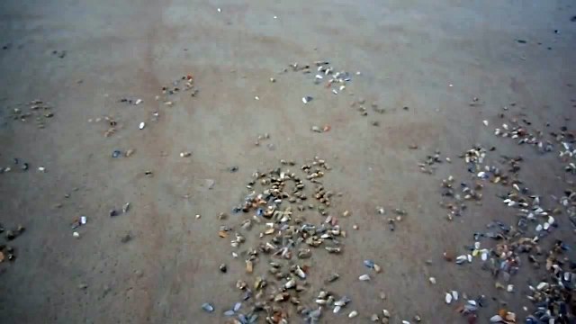 Des milliers de coquillages sortent sous les vagues pour se nourrir