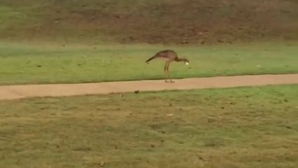 Cet oiseau attrape une balle de golf et la fait rebondir HAHA