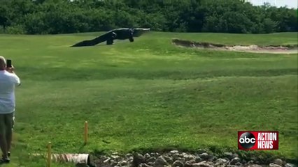 Goliath gator spotted at Palmetto golf course