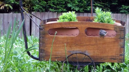 Juvénile Rougequeue noir