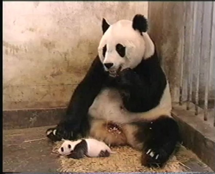 PANDA