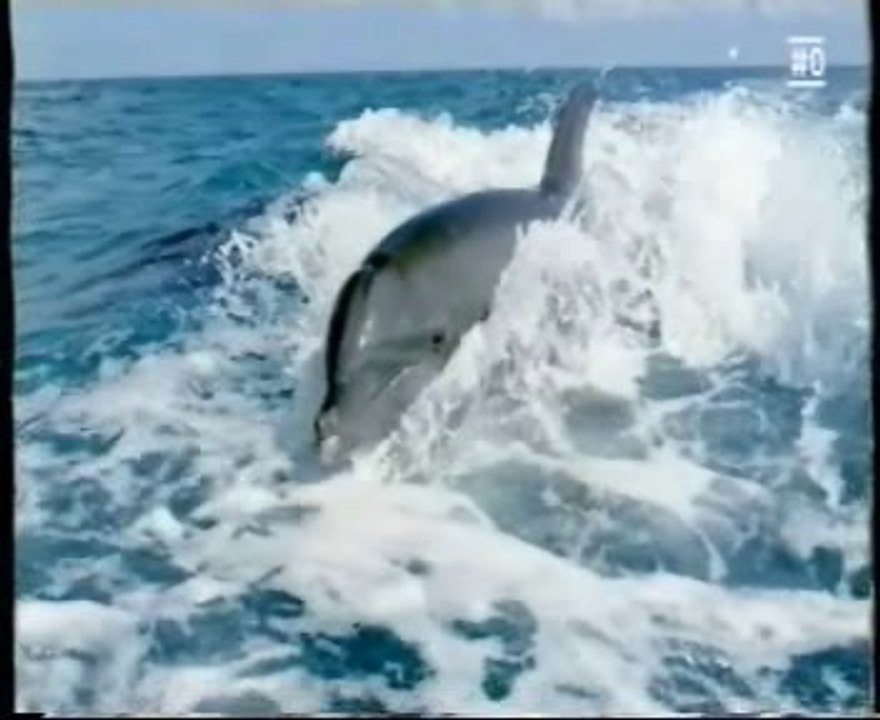 Delfin: Anatomia extraordinaria