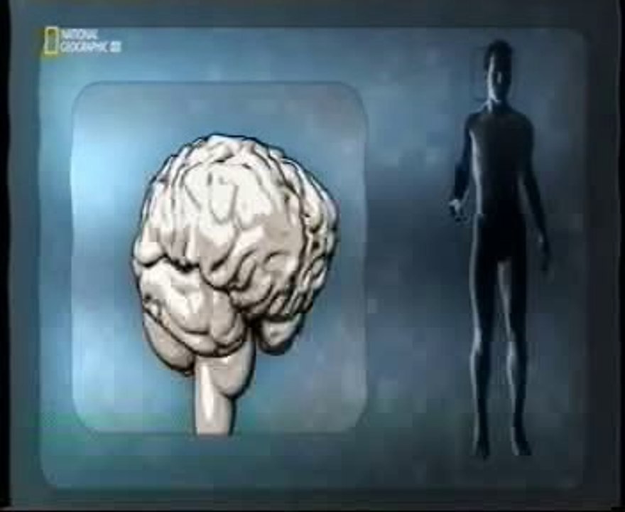 Cerebro y tacto: Vibracion y distorsion de la imagen corporal