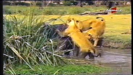 LES ANIMAUX DAFRIQUE