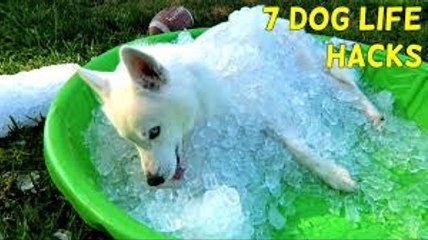 7 Simple Life Hacks for Your Dog