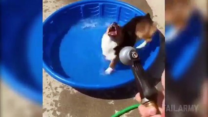 Poche Cose Al Mondo Possono Farci Ridere Come I Nostri Amici Cani: Guardate Qui!