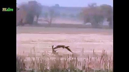 شاہین ہرن کا شکار کرتے ہوے