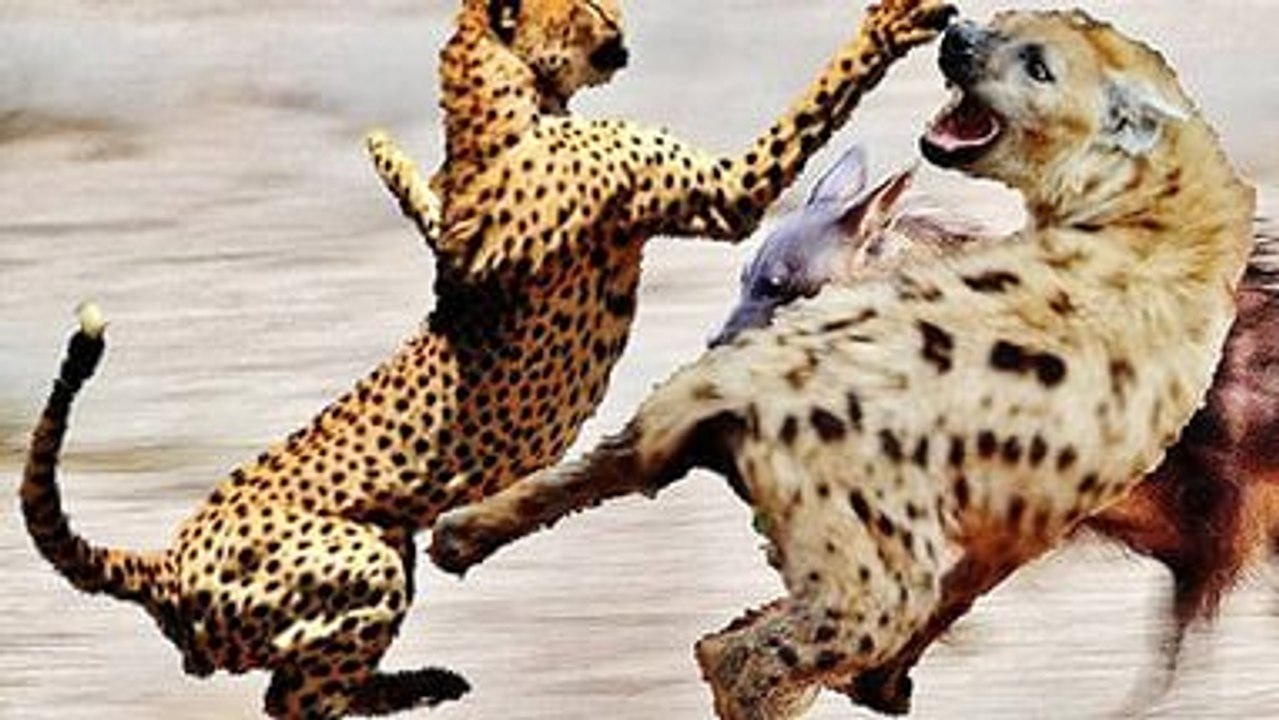 Guépard contre Hyène