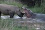Un Rhinocéros contre Un Hippopotame