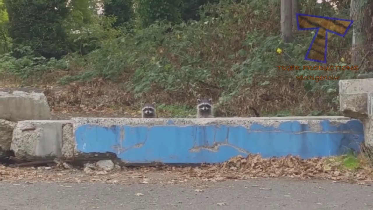 Nothing will make you laugh harder than funny animals - Funny animal compilation