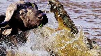 Le Crocodile attaques Buffle