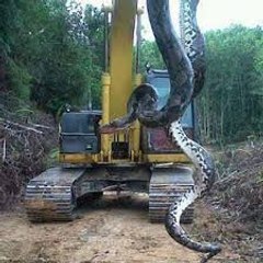 Le plus grand Serpent du monde
