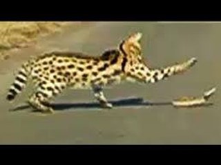 Le Serval contre Une Vipère