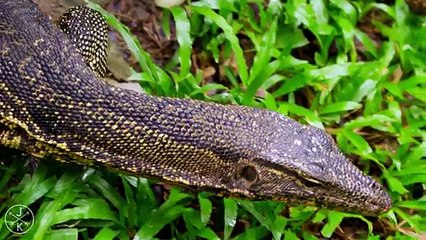 WILDLIFE IN 4K (ULTRA HD)