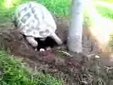 La tartaruga con le sue uova