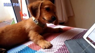 A Cute And Funny Dachshunds Videos Compilation