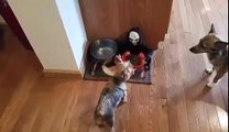 Owner Pranks Dog With Halloween Candy Bowl