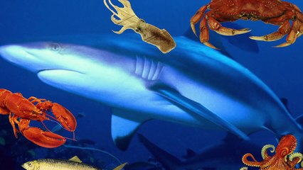 7 of The Most Dangerous Sharks In The World
