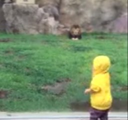 Voila pourquoi il ne faut jamais tourner le dos à un lion !