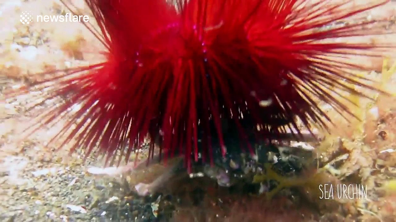 Decorator crabs use jellyfish and sea urchins as shells
