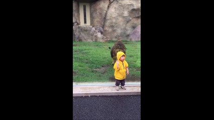Un bébé de 2 ans attaqué par un Lion au Zoo ! Merci la vitre...