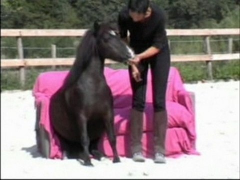 Poney assis sur un canapé