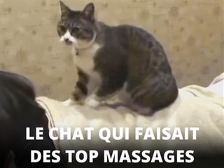 Soyez original, faites-vous masser par un chat !