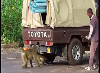 Monkeys in Action