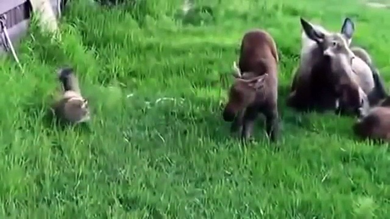 FUNNY CATS 2016 - JUST FOR LAUGH CAT