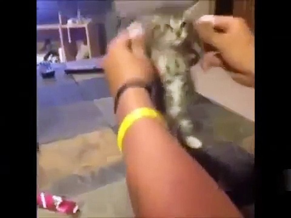 Best Funniest Cat and Dog Dancing and Singing Clips 2016