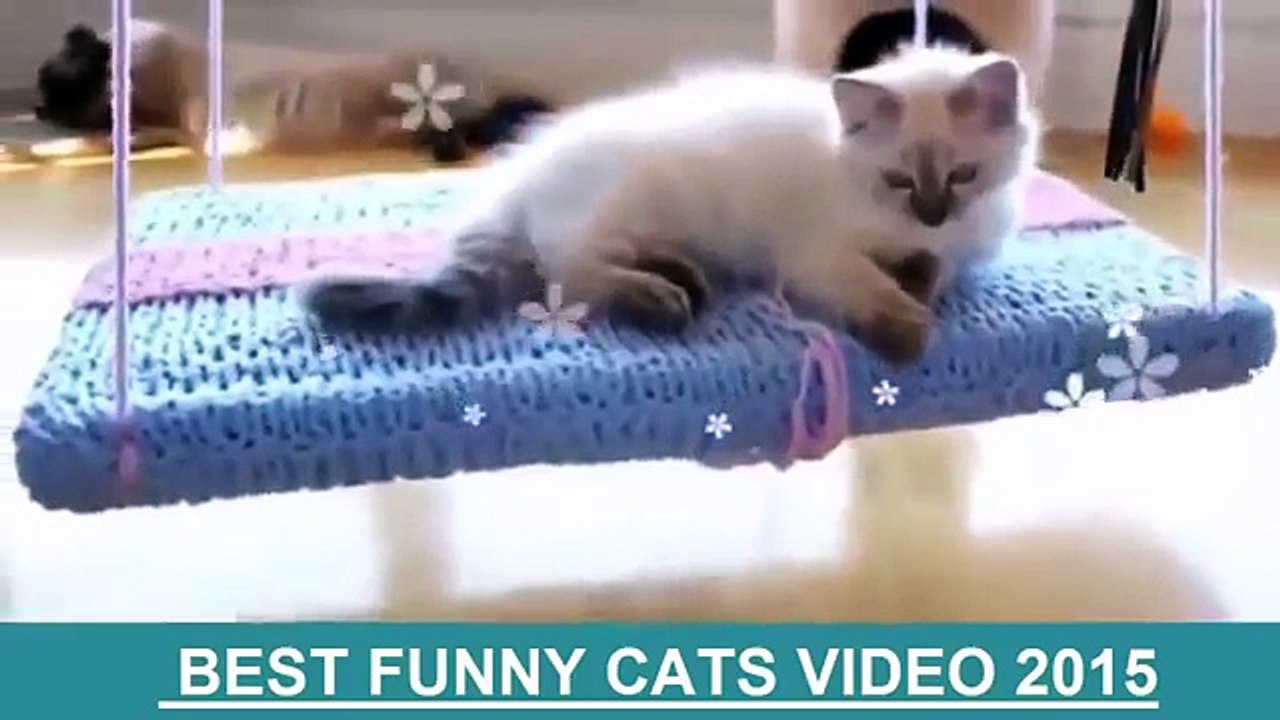 Best Funny Cats 2016