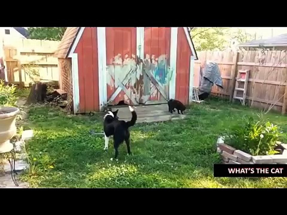 Funny Cat (and Dog) Compilation 2016
