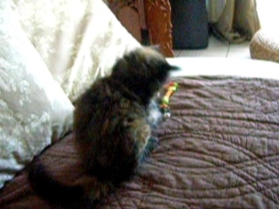 Sushi mon chaton fou