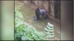 Gorilla grabs child who's fallen into habitat at Cincinnati Zoo Gorilla Grabs Child Whos Fallen int - Playit